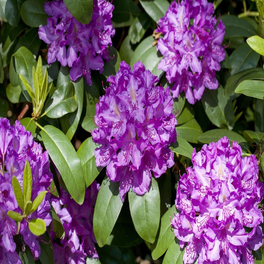 Rhododendron Hybrid 'Markgraf', 30–40 cm, Hardy Evergreen Ornamental Shrub