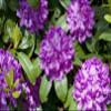 Rhododendron Hybrid 'Markgraf', 30–40 cm, Hardy Evergreen Ornamental Shrub view 1