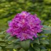 Rhododendron Hybrid 'Markgraf', 30–40 cm, Hardy Evergreen Ornamental Shrub view 2