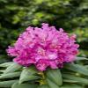 Rhododendron Hybrid 'Markgraf', 30–40 cm, Hardy Evergreen Ornamental Shrub view 3