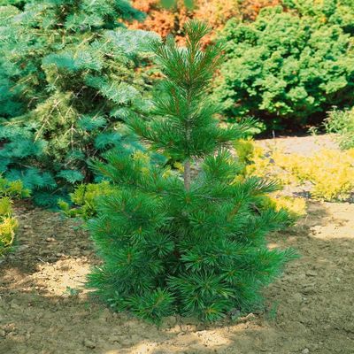 Jeffrey Pine (Pinus jeffreyi), 80–100 cm, Evergreen, Winter-Hardy