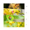 Camera Lens +1 +2 +4 +8 +10 Diopter Close-Up Macro Filter Set for Nikon Coolpix P950 view 2