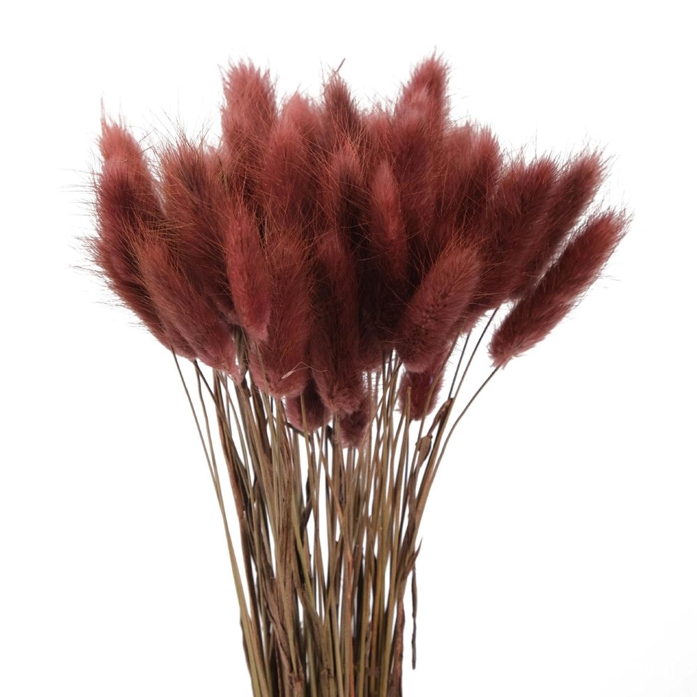 FOSANGPUSHI Dried Flowers, 20 Pieces, 45 cm Natural Bunny Tail Grass, Reddish Brown