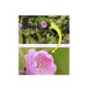 43 mm +2/+4/+10 Diopter Close-Up Macro Filter Set for Canon EOS M6/M6 Mark II with EF-M 32 mm f/1.4 STM Lens view 3