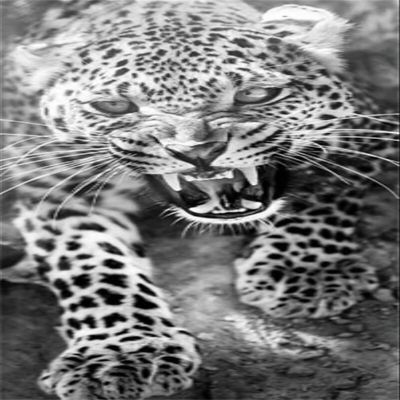 5D Tiger Diamond Painting Kit, Full Drill, 60 x 30 cm