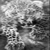 5D Tiger Diamond Painting Kit, Full Drill, 60 x 30 cm view 1