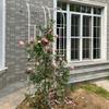 Garden Trellis, Black Metal, Easy to Assemble, for Climbing Roses and Vines, Half-Arch Garden Decor view 2