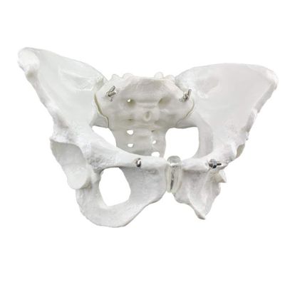 Educational Anatomical Model of the Female Pelvis