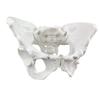 Educational Anatomical Model of the Female Pelvis view 1