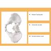 Educational Anatomical Model of the Female Pelvis view 2