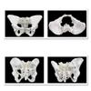 Educational Anatomical Model of the Female Pelvis view 4