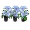 Murago 3-Piece Set of Artificial Blue Azaleas in Pots view 1