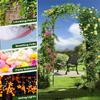 LTSRLL Garden Arch 2 m/2.2 m/2.3 m | Pergola Rose Arch with Powder-Coated Steel Frame | White, 1.4 x 2.3 m/4.6 x 7.5 ft view 4