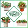 Wuyue Hua Strawberry Plant Supports, 5-Piece Set view 4