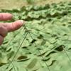 Becool fish Woodland Camouflage Net, Outdoor Camouflage Net for Camping, Shooting, Hunting, Sunshade, Military Cover for Umbrellas, Party Decoration, Jungle, 7 x 20 m view 3