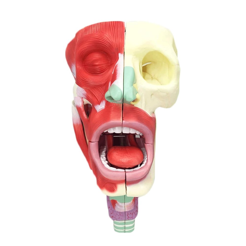 AXSMD Anatomical Nasal Cavity, Pharynx and Larynx Model