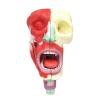 AXSMD Anatomical Nasal Cavity, Pharynx and Larynx Model view 1