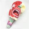 AXSMD Anatomical Nasal Cavity, Pharynx and Larynx Model view 2