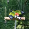 Midene Handmade Ceramic Woodpecker Garden Stake view 4