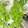 DDNGEJ Hydroponic Tower Growing System for Indoor Herbs view 2