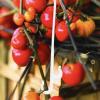 demaxiyad Tomato Hooks, Fruit Hooks | Plant Supports, Garden Hooks view 3