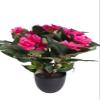 Botanic-Haus Artificial Busy Lizzie (Impatiens) in Black Plastic Pot, Rose view 1