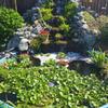 Black HDPE Pond Liner, Heavy-Duty, UV-Resistant, 3 x 5 m view 4