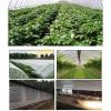 Clear Waterproof Tarp 5.5 x 6 m with Grommets view 3