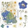 YoothBro Dried Pressed Flowers for Resin Molds and DIY Crafts view 3