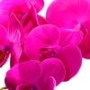 pofluany Artificial Phalaenopsis Orchid Branch, 70 cm, Dark Purple view 3