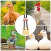 Duck and Chicken Diapers, Adjustable and Washable view 4