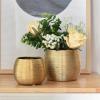 WANGHAI-666 Luxurious Brushed Gold Green Hydroponic Phalaenopsis Ceramic Planter (Rose Gold, S) view 4