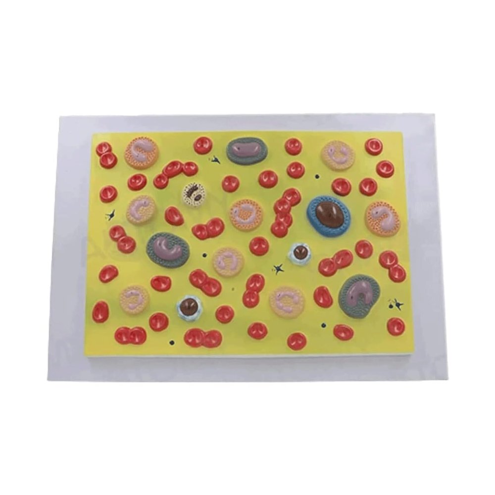 Human Blood Cell Model, Cross-Sectional Cell Structure and Platelet Model