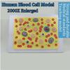 Human Blood Cell Model, Cross-Sectional Cell Structure and Platelet Model view 3