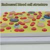 Human Blood Cell Model, Cross-Sectional Cell Structure and Platelet Model view 4