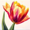 Abstract Tulip Paint by Numbers DIY Kit, 80 x 110 cm, Unframed view 1