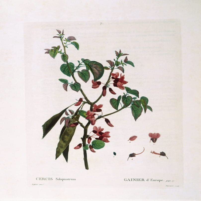 GKAZGQPR Judas Tree by Pierre Redouté Canvas Print, 60 x 90 cm