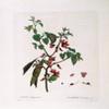 GKAZGQPR Judas Tree by Pierre Redouté Canvas Print, 60 x 90 cm view 1