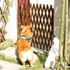 Garden Fence, Extendable Wooden Fence, Telescopic Trellis, Decorative Pet Fence, Yard Railing (56 x 160 cm, 70 x 160 cm, 80 x 160 cm), Stabilizer view 3