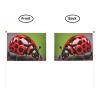 YHBLYKXP Red Ladybug Pattern Printed Mini Stick Flags, 10-Pack view 2