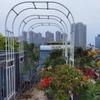 Garden Arch for Climbing Plants, 120×240/150×240/180×240/210×240 cm, Wedding Pergola Trellis for Jasmine and Clematis, White, 230×240 cm (W×H) view 4