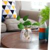 Handmade Glass Bryophyte Container for Hydroponics and Moss view 3