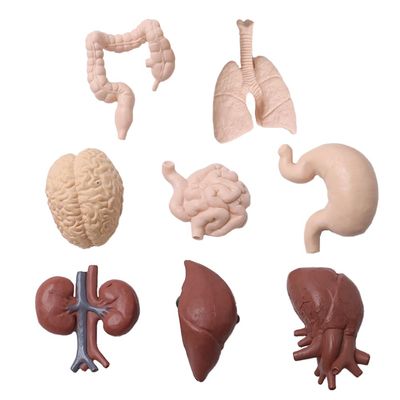 Hsthe Sea 8-Piece Human Organ Model Set