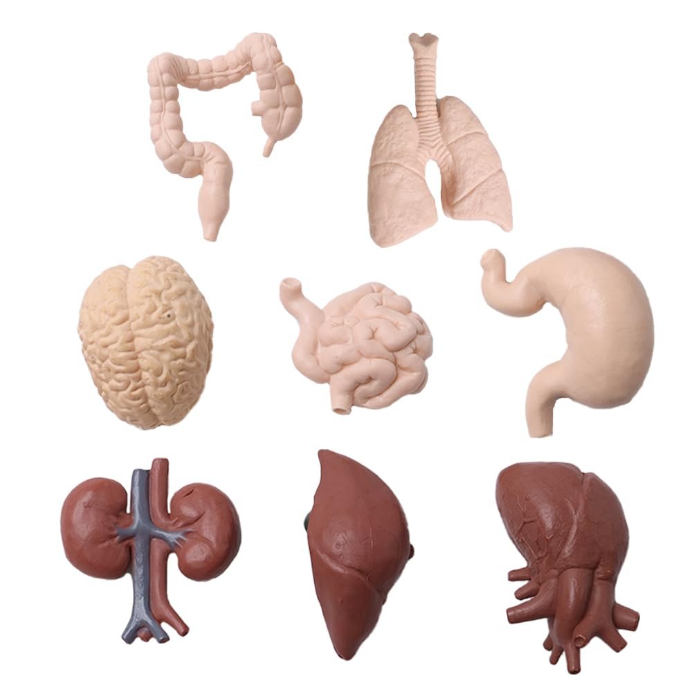 Hsthe Sea 8-Piece Human Organ Model Set