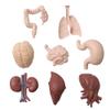 Hsthe Sea 8-Piece Human Organ Model Set view 1