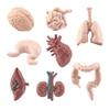 Hsthe Sea 8-Piece Human Organ Model Set view 2