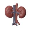 Hsthe Sea 8-Piece Human Organ Model Set view 3