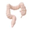 Hsthe Sea 8-Piece Human Organ Model Set view 4