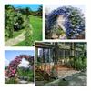 Metal Rose Arch Garden Gate Trellis for Climbing Roses, Black, Widths 140/180/220/260/300/340 cm (4.6' x 7.5' / 140 x 230 cm) view 3