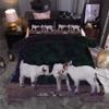VACSAX 135 x 200 cm Microfiber Duvet Cover Set for Girls, 3D White Lamb Print, 2 Zippered Pillowcases 80 x 80 cm view 4